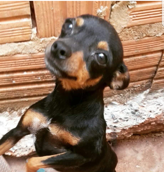 cachorrinha