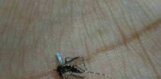 Dengue em São Carlos: cuidado com o mosquito