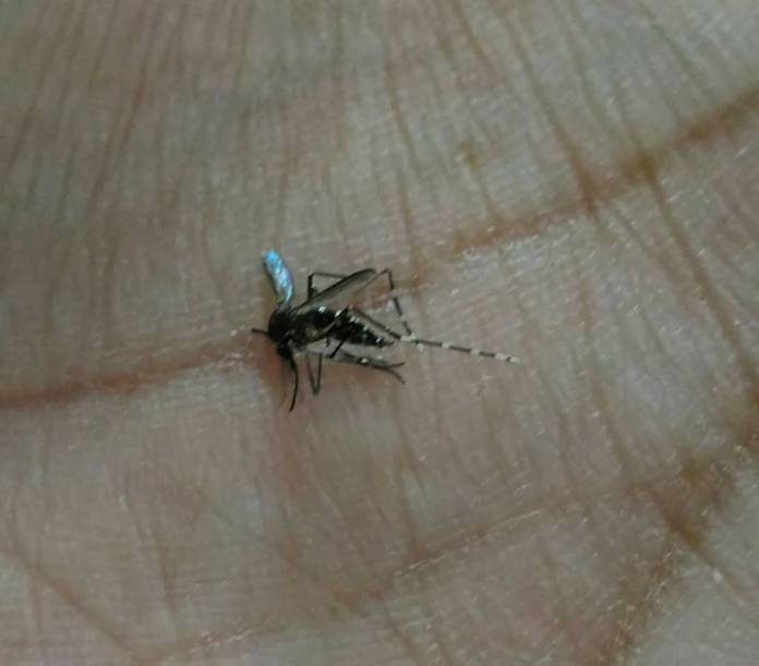 Dengue em São Carlos: cuidado com o mosquito