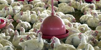 BRF recolhe carne de frango por risco de contaminação por salmonella