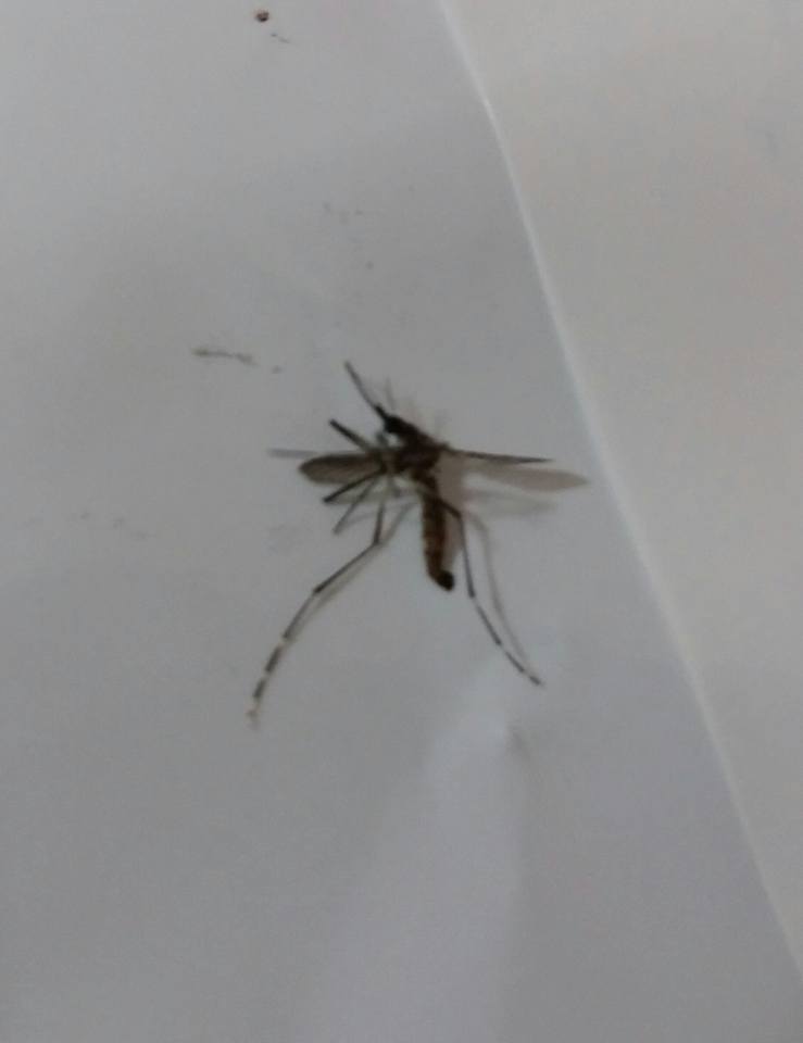 Dengue em São Carlos
