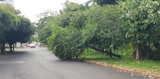 Árvore “invade” avenida no Centenário e se torna perigo para motoristas e motociclistas