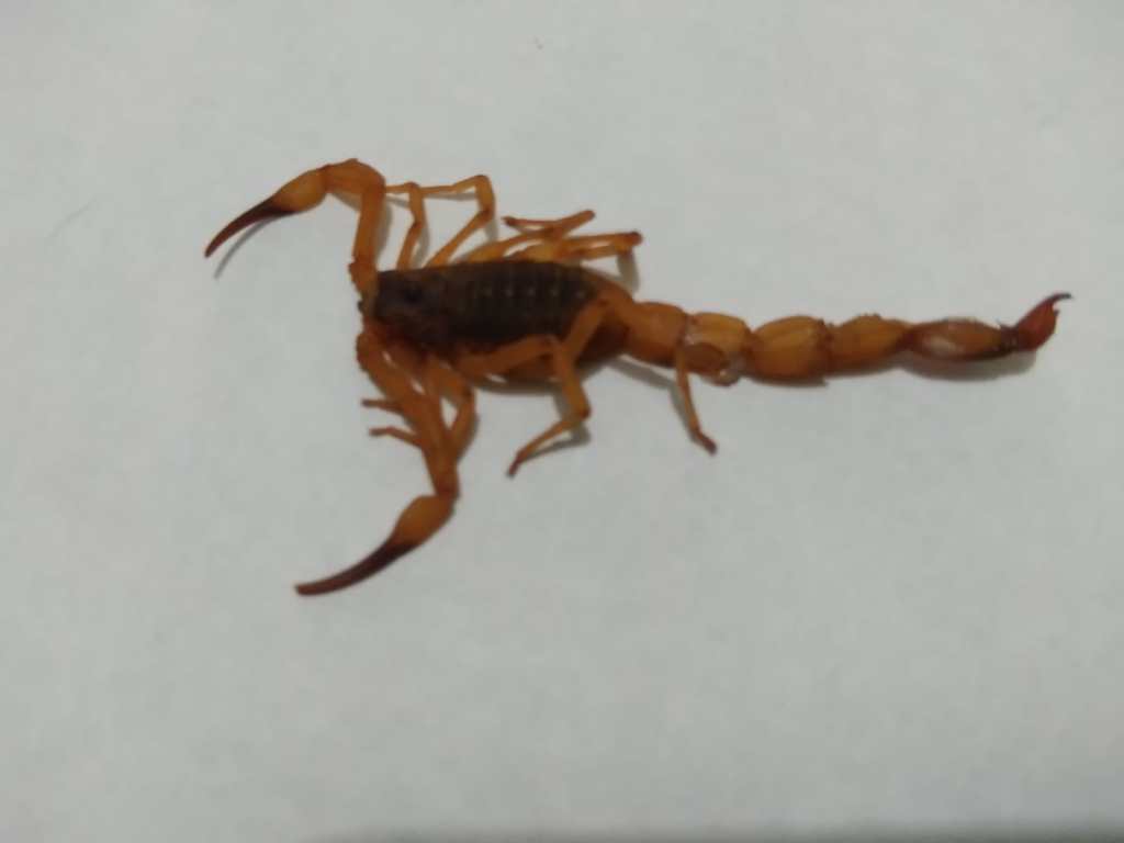 É preciso cuidado com escorpiões amarelos