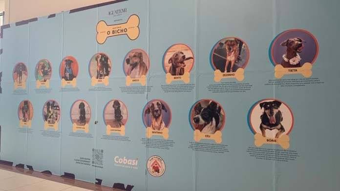 ONG ProAnimal no Iguatemi ONG ProAnimal no Iguatemi