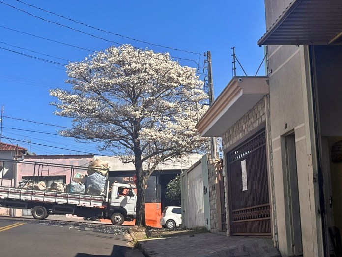 Ipê-branco impressiona pela beleza Ipê-branco impressiona pela beleza