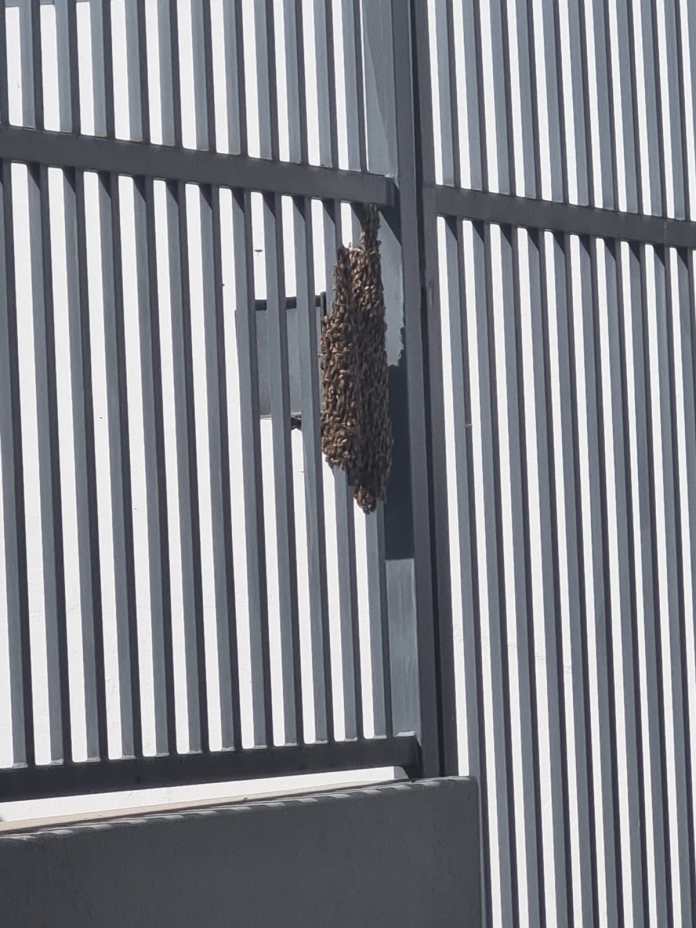 Moradores relatam enxame de abelhas Moradores relatam enxame de abelhas