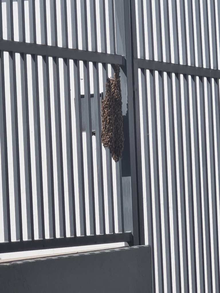 Moradores relatam enxame de abelhas