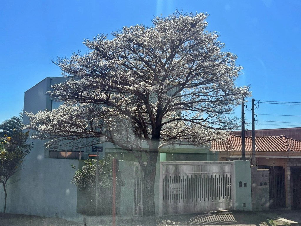 O ipê-branco está florido