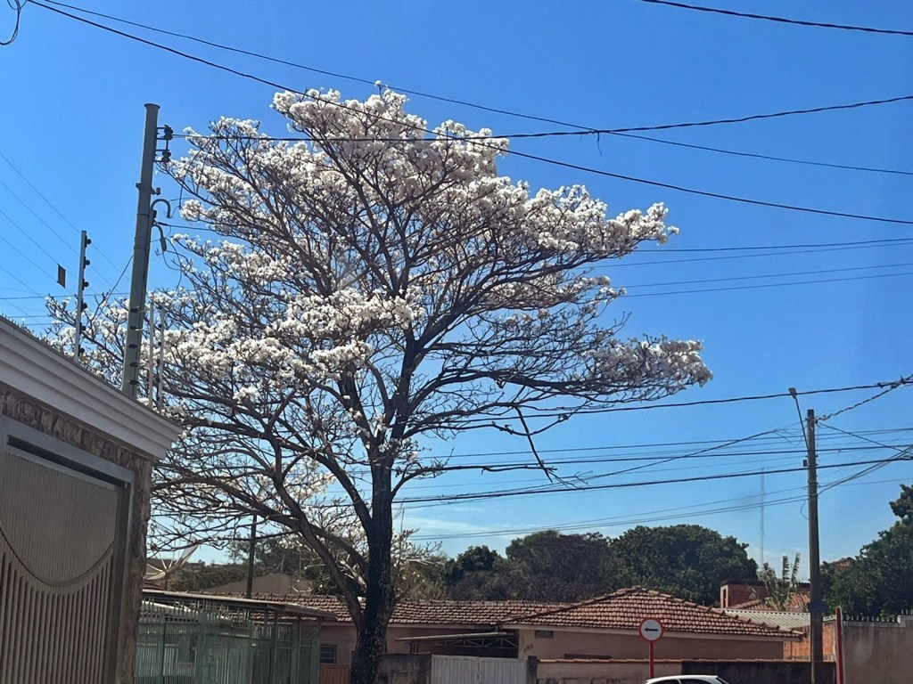 O ipê-branco está florido
