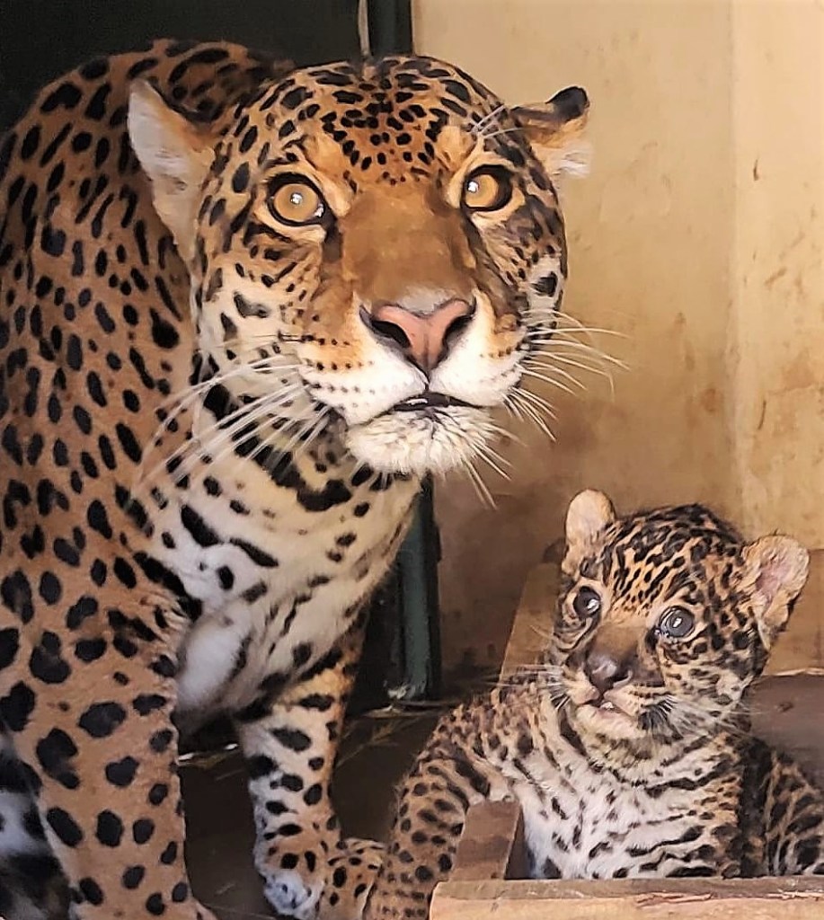 Mamãe e filhinha onça pintada