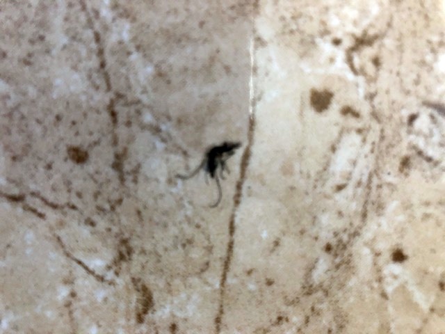 Transmissor da dengue está em todos os locais