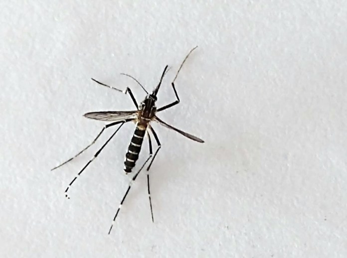 Dengue continua crescendo Dengue continua crescendo