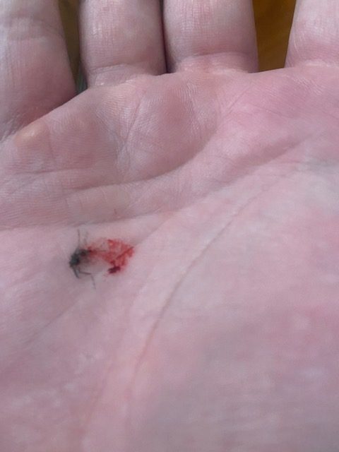 Dengue continua crescendo