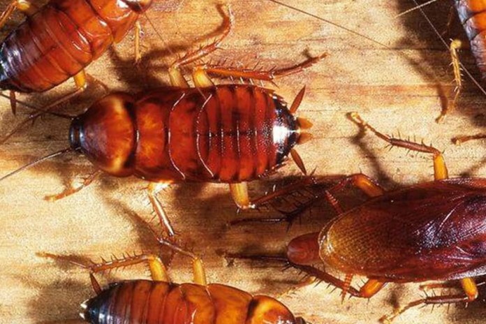 Sexta-feira 13 com sopa de baratas