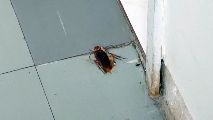 Baratas: leitora ficou incomodada Baratas: leitora ficou incomodada