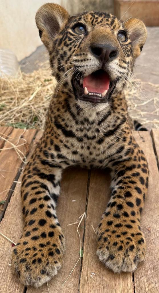 Onça Pintada ganhará nome