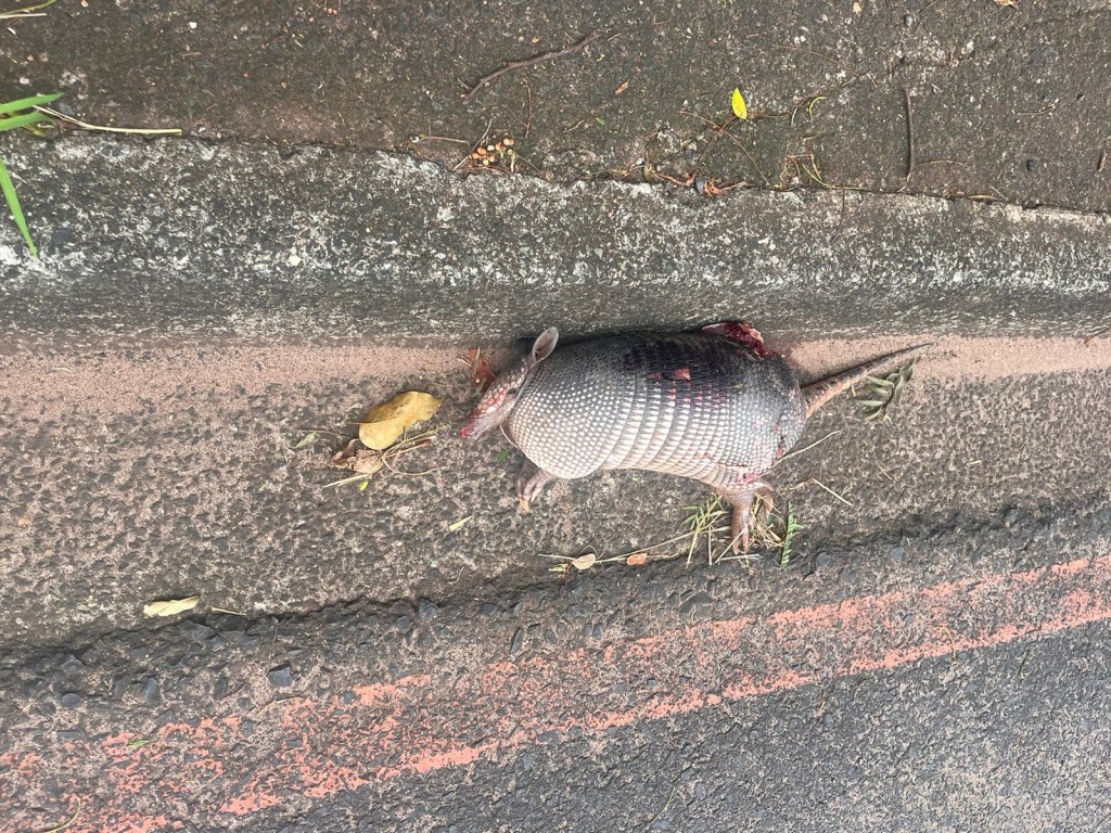 Tatu morto na Marginal