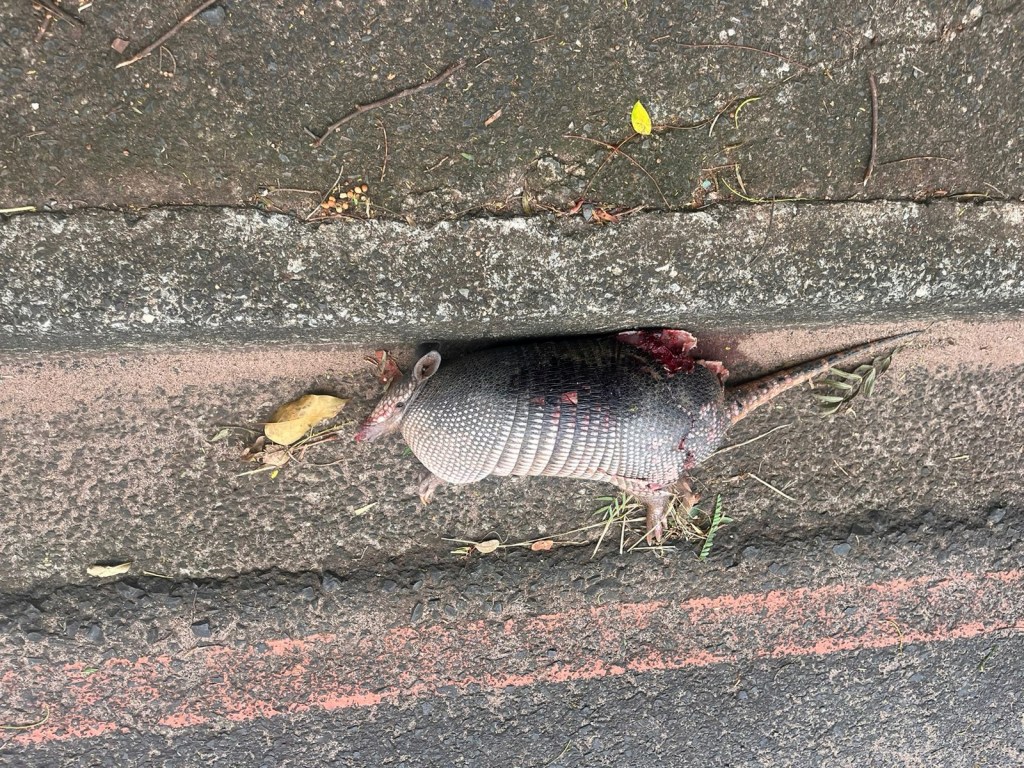 Tatu morto na Marginal