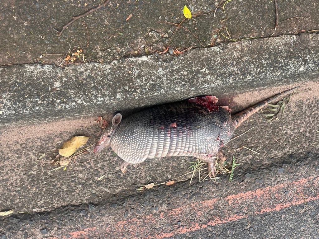 Tatu morto na Marginal