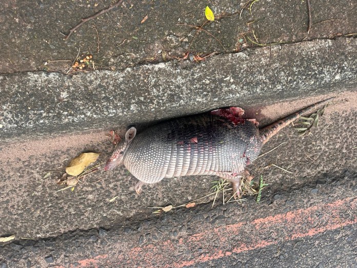 Tatu morto na Marginal Tatu morto na Marginal