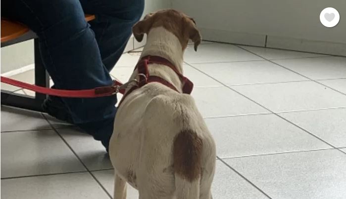A Laica precisa de ajuda