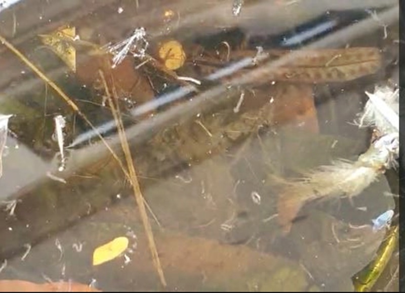 Larvas em plena calçada
