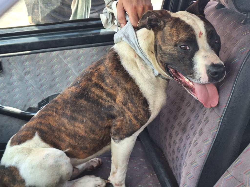 Cachorro precisa de ajuda