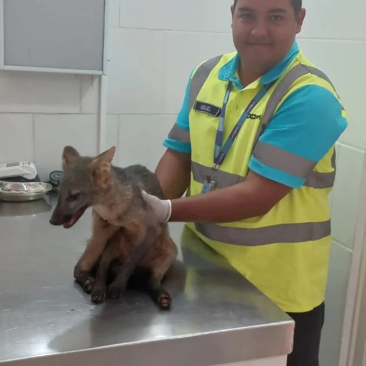 “O animal ficará aos cuidados da clínica veterinária até se recuperar e ter condições de ser solto na natureza. Sua reinserção no habitat será providenciada em parceria com a Eixo”, observa Gabriel Bispo da Silva, coordenador de Meio Ambiente da Eixo SP.