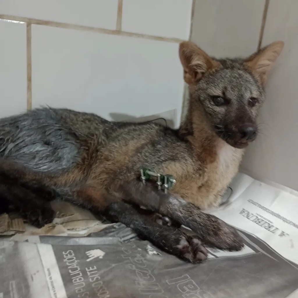 “O animal ficará aos cuidados da clínica veterinária até se recuperar e ter condições de ser solto na natureza. Sua reinserção no habitat será providenciada em parceria com a Eixo”, observa Gabriel Bispo da Silva, coordenador de Meio Ambiente da Eixo SP.