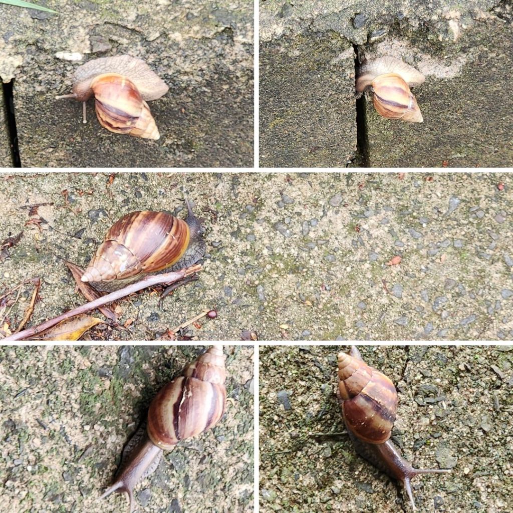 Caramujo africano na calçada