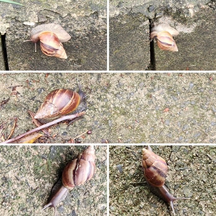 Caramujo africano na calçada Caramujo africano na calçada