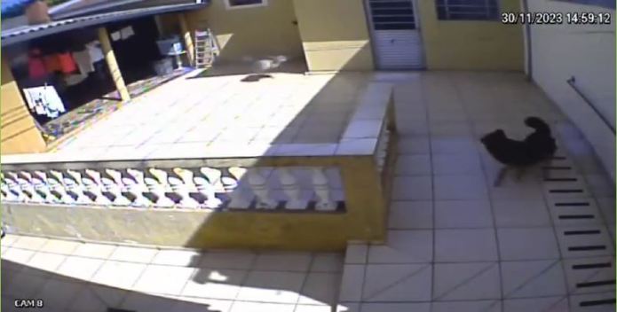 Seriema visitou cachorro Seriema visitou cachorro