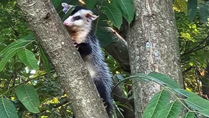 Gambás: olha a visita na árvore! Gambás: olha a visita na árvore!