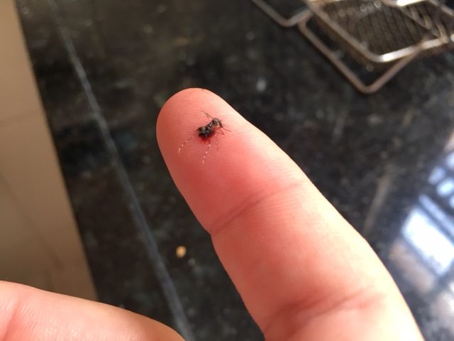 A Dengue está mais viva do que nunca