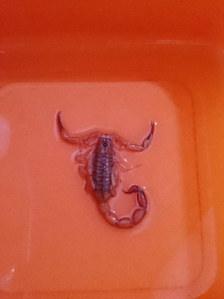 Escorpiões Amarelos no ARACY 2