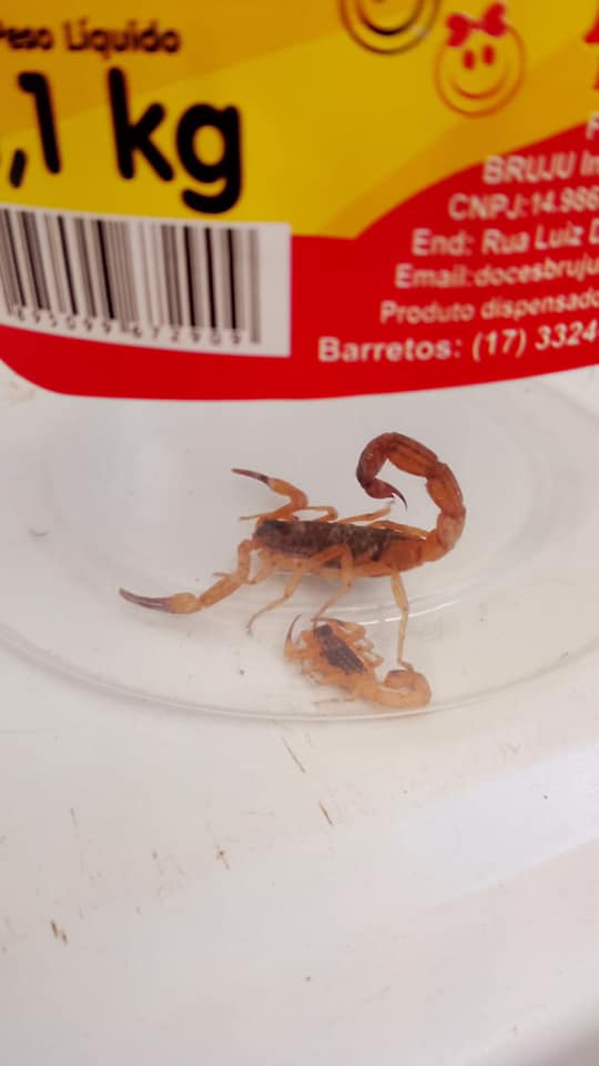 Escorpiões Amarelos no Bicão