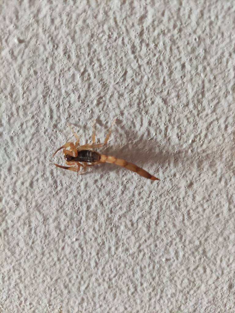 Escorpiões Amarelos no Jardim Brasil