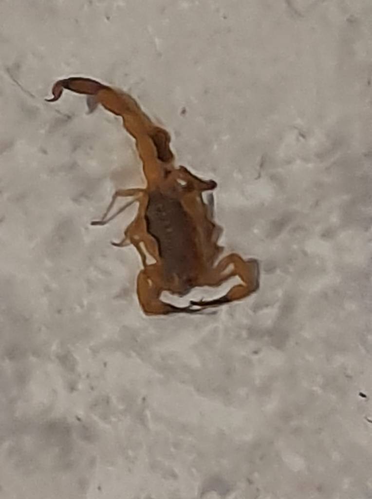 Escorpiões Amarelos no Hikari