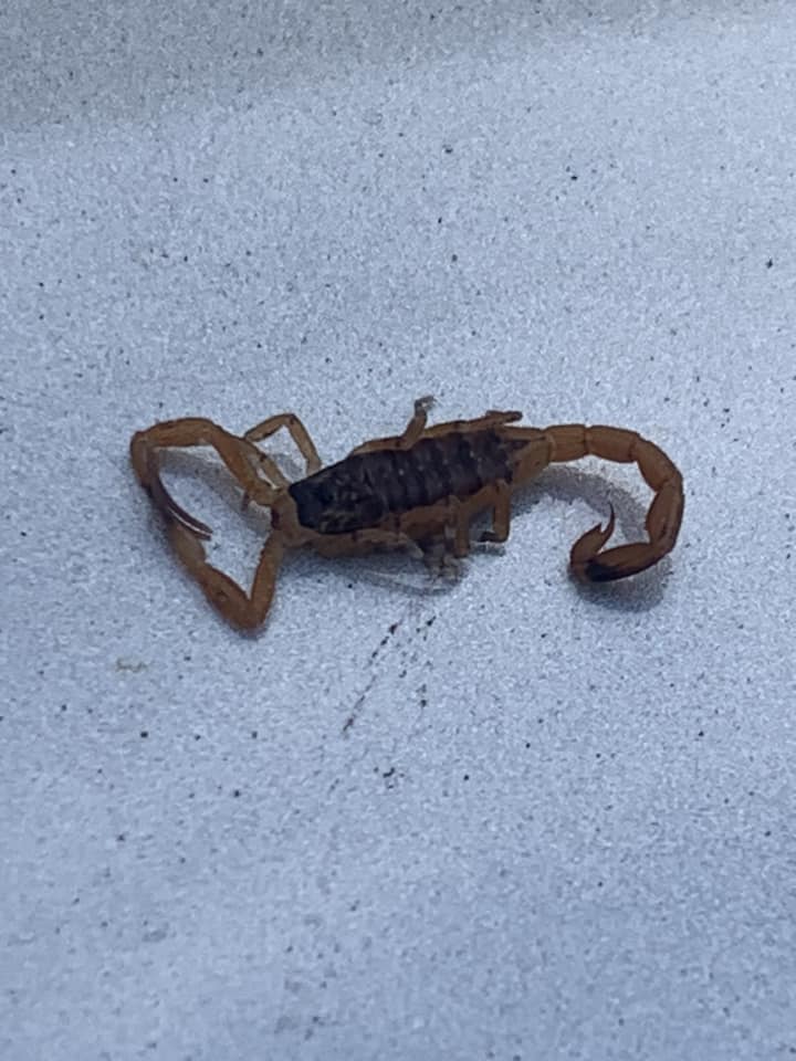 Escorpiões Amarelos no Medeiros