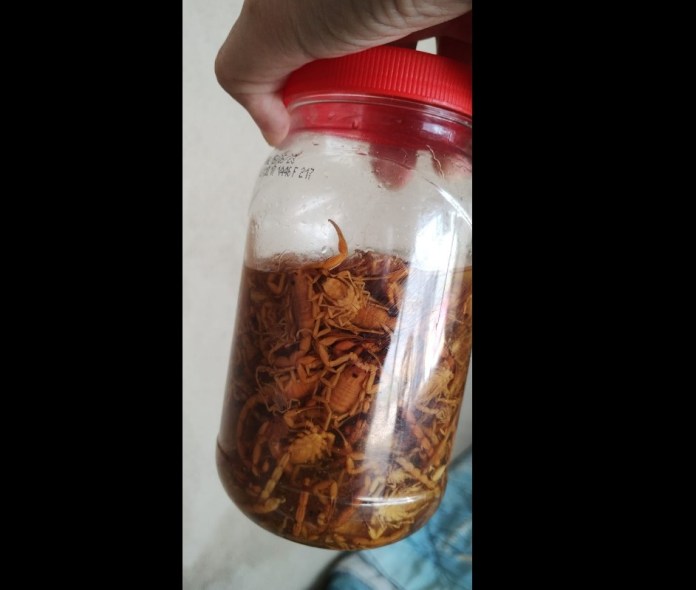 Muitos escorpiões amarelos na Lagoa Serena Muitos escorpiões amarelos na Lagoa Serena