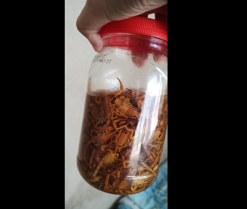 Muitos escorpiões amarelos na Lagoa Serena