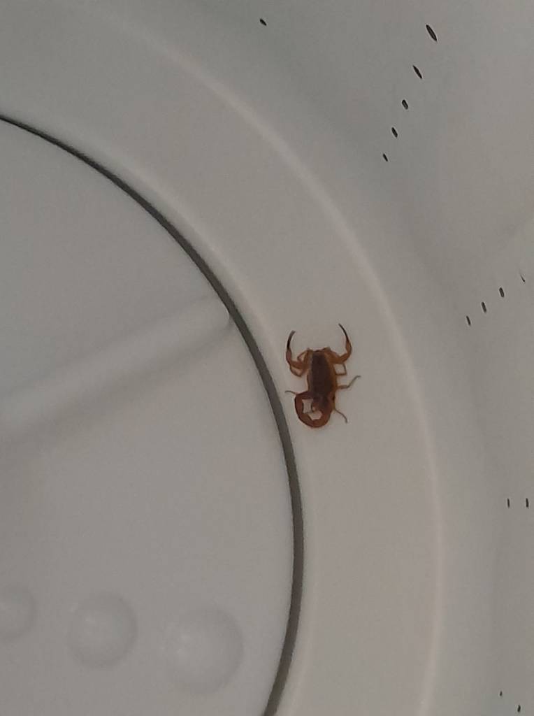 Escorpiões amarelos até na máquina de lavar