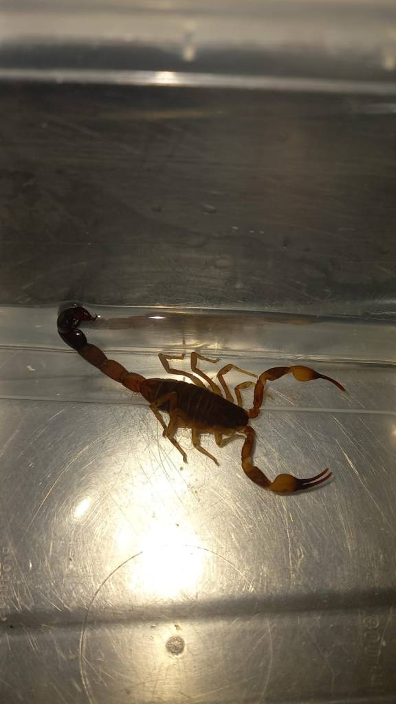 Escorpiões Amarelos no Tortorelli