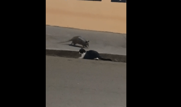 Tatu encontrou gato no Aracy Tatu encontrou gato no Aracy