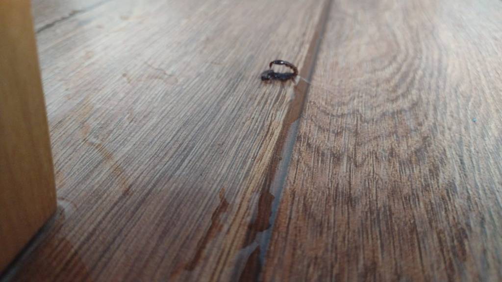 Escorpiões Amarelos no Terra Nova