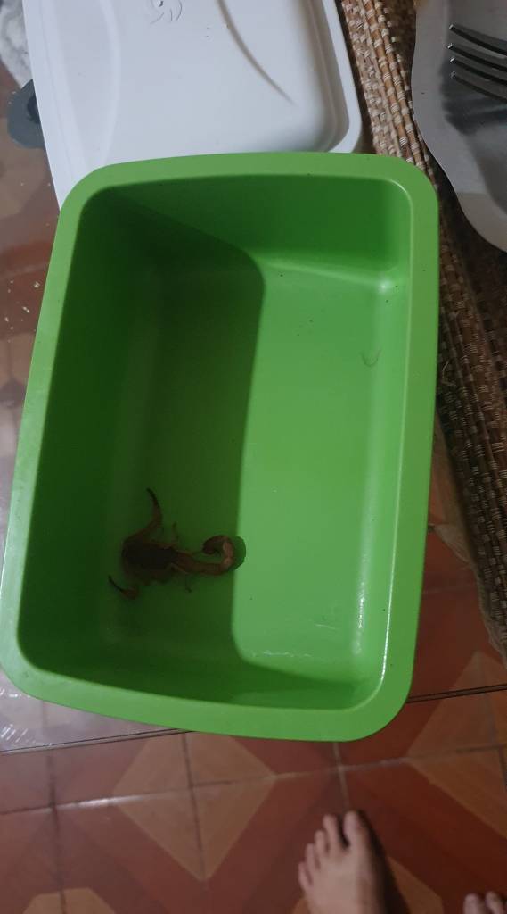 Escorpiões Amarelos na Vila Prado