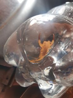 Escorpiões Amarelos na Vila Prado