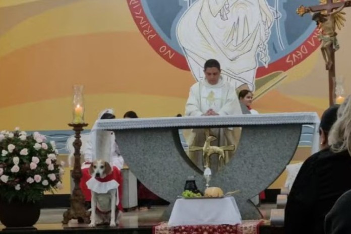 1_cachorro_igreja-26557542