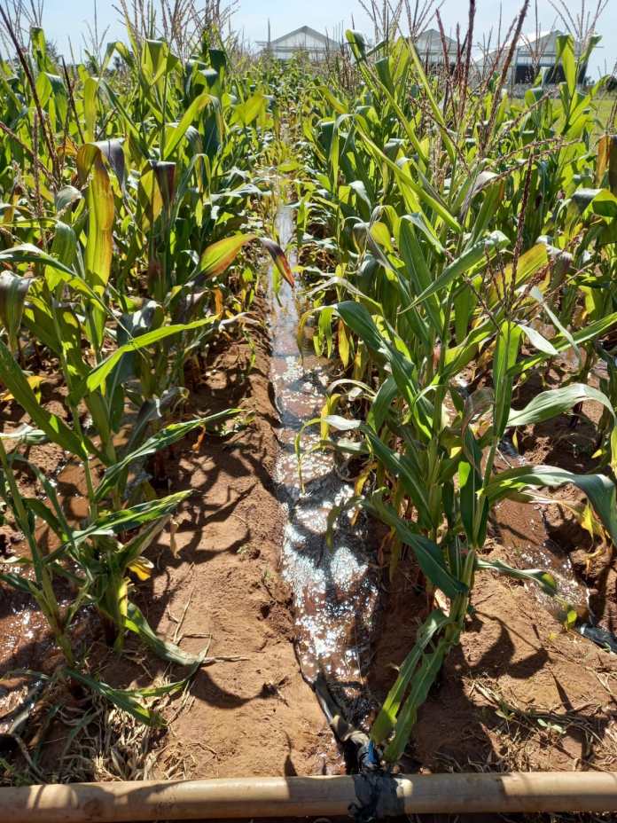 Agro-Efluente: Cálculo da aplicação do biofertilizante líquido em milho vai ficar mas fácil com a nova ferramenta digital /Foto: Wilson Tadeu Agro-Efluente: Cálculo da aplicação do biofertilizante líquido em milho vai ficar mas fácil com a nova ferramenta digital /Foto: Wilson Tadeu
