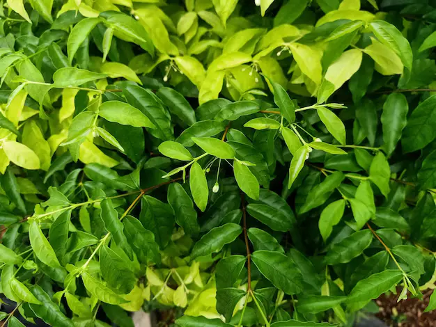 Ora-pro-nóbis beneficios e receitas (1)